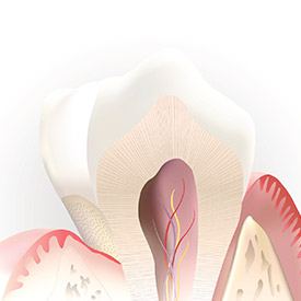 Aniamtion of inside of tooth